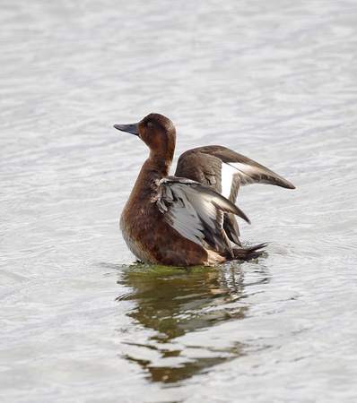 Ferruginous Duck