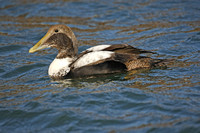 Common Eider