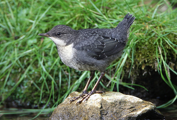 Dipper