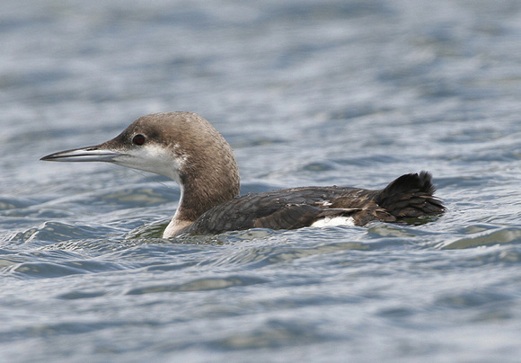 Black-throated Diver (ad non breeding)