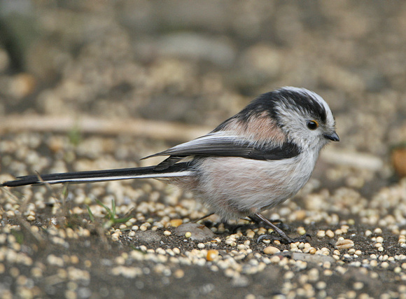 Long-tailed Tit