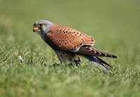 Kestrel