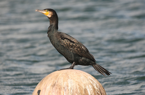 Cormorant