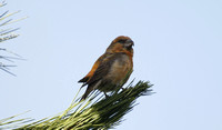 Parrot Crossbill