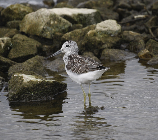 Greenshank