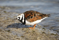 Purple Sandpiper & Turnstone