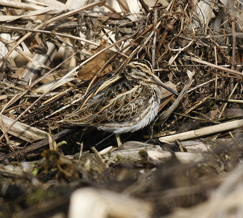 Jack Snipe