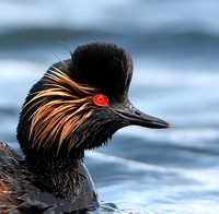 Black-necked Grebe