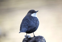 Black-bellied Dipper