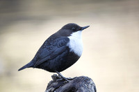 Black-bellied Dipper