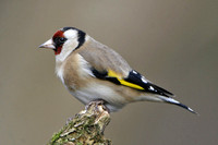 Goldfinch