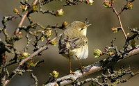 Willow Warbler