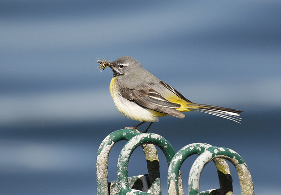 Grey Wagtail