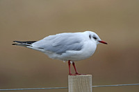 Black Headed Gull