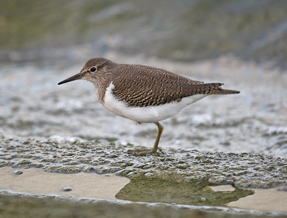 Common Sandpiper