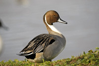 Pintail