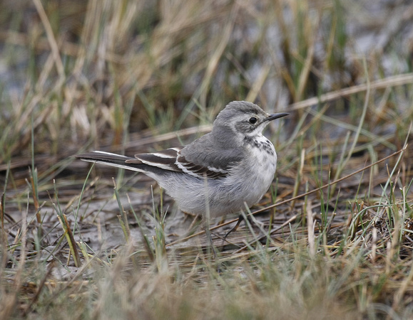 Citrine Wagtail