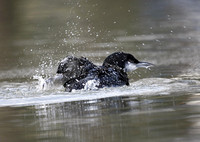 Great Northern Diver