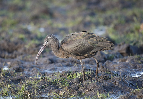 Glossy Ibis