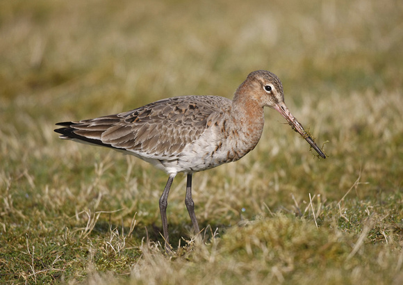 Black-tailed Godwit