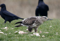 Buzzard