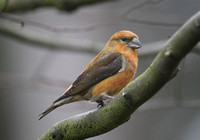 Common Crossbill