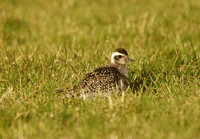 American Golden Plover