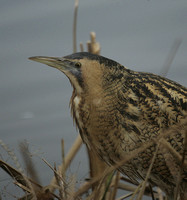 Bittern