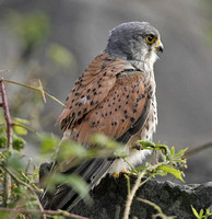 Kestrel