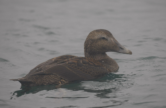 Eider