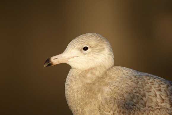 Glaucous Gull