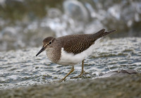 Common Sandpiper