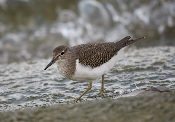 Common Sandpiper