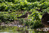 Collared Pratincole