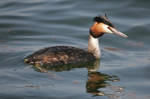 Great Crested Grebe