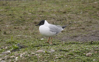 Bonaparte's Gull