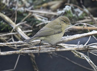 Chiffchaff