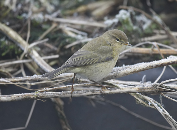 Chiffchaff