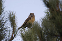 Parrot Crossbill