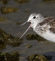 Greenshank