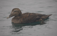 Eider