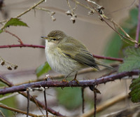 Common Chiffchaff