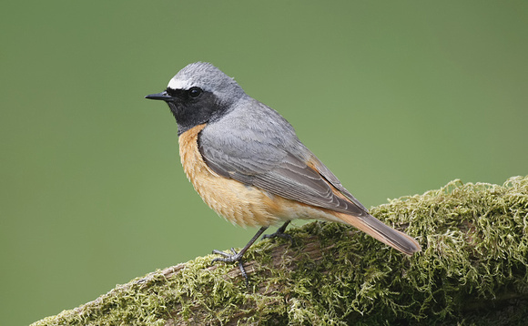 Common Redstart