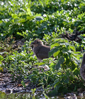 Collared Pratincole