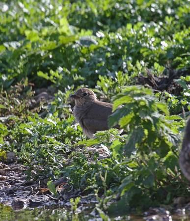 Collared Pratincole