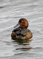 Ferruginous Duck