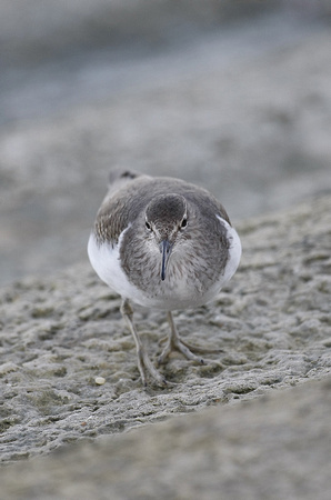 Common Sandpiper