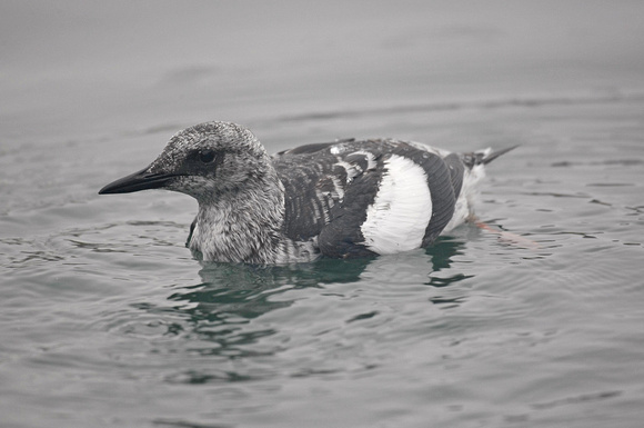 Black Guillemot