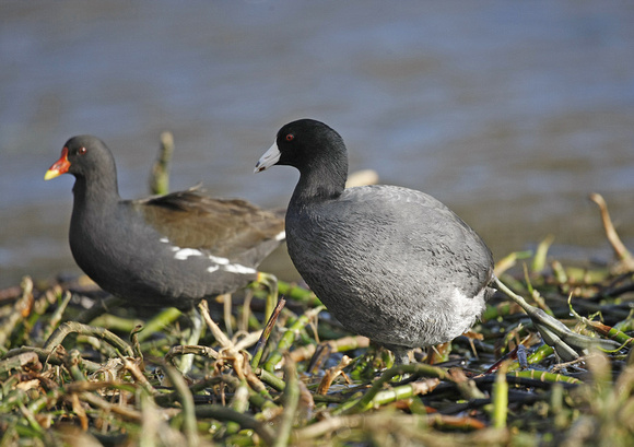 American Coot
