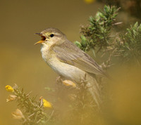 Willow Warbler